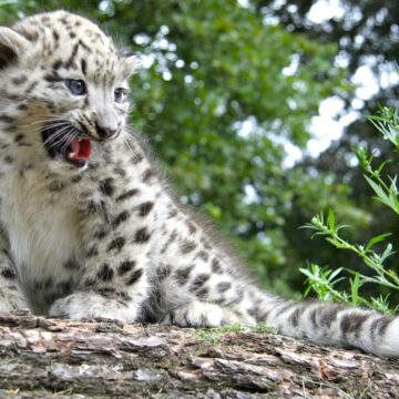 schneeleoparden jungtiere 1024x683