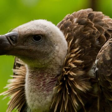 sperbergeier zoo magdeburg 1