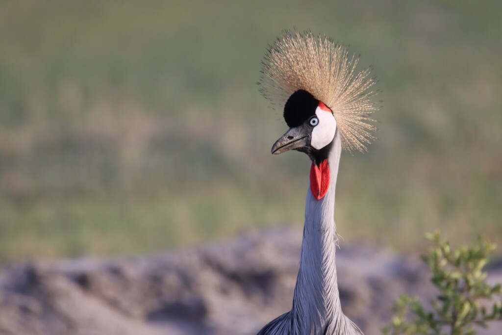 tansania ngorongoro 2022 jannis gottling 3 1024x683