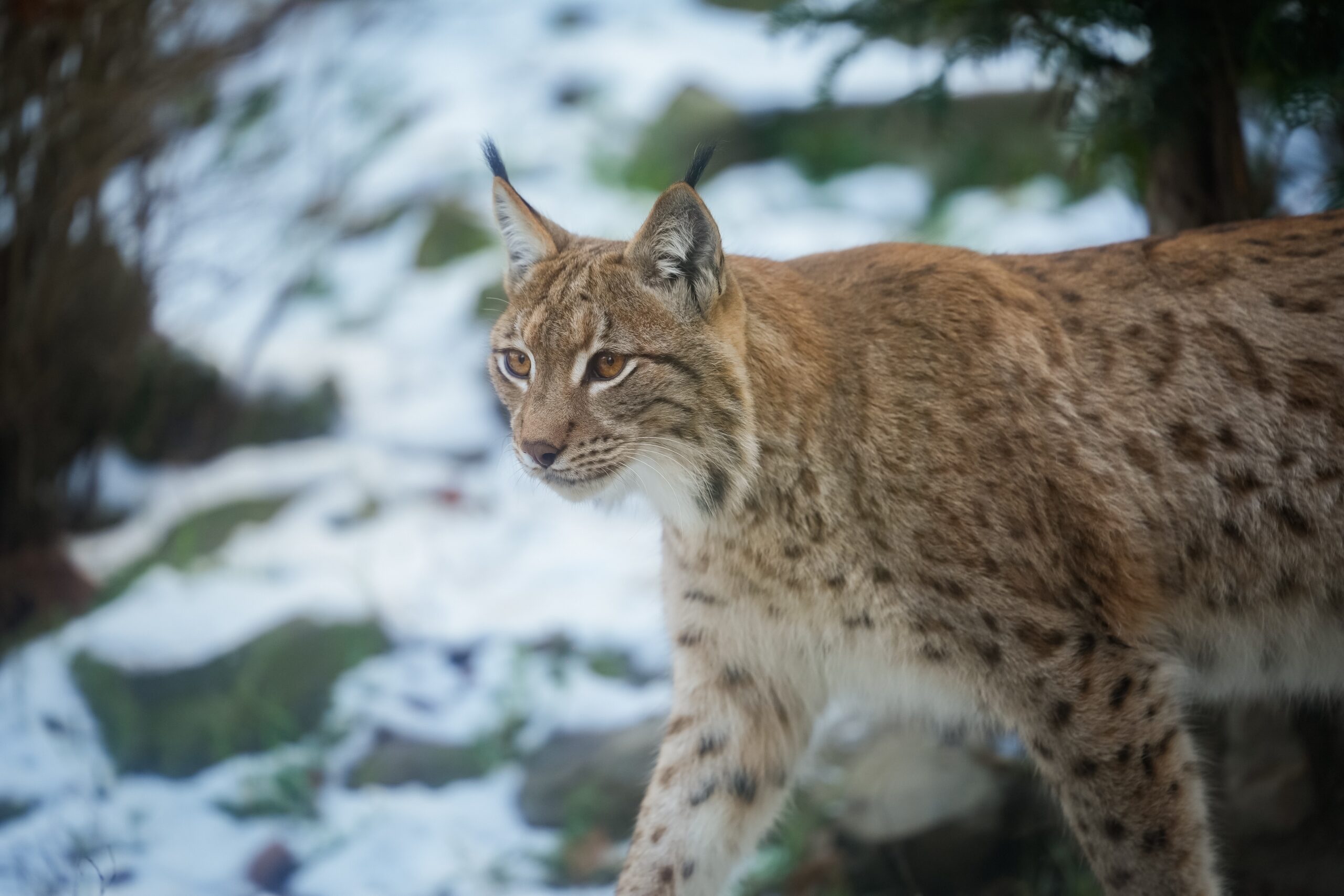 Karpatenluchs im Zoo Magdeburg
