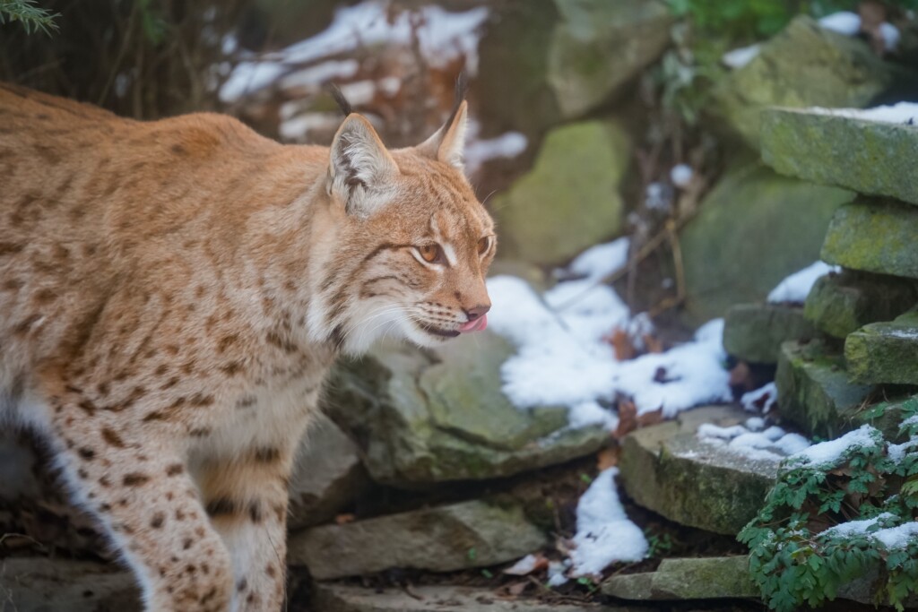 Karpatenluchs im Zoo Magdeburg