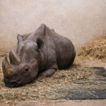 Spitzmaulnashorn liegt auf einer auf einer orthopädischen Matte im Zoo Magdeburg