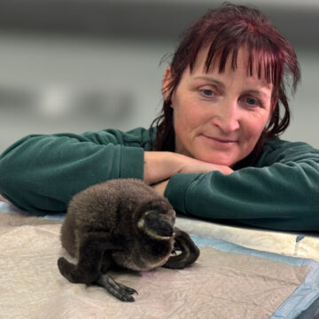 Ein Brillenpinguin Küken, sitzt vor einer Mitarbeiterin des Zoo Magdeburg.