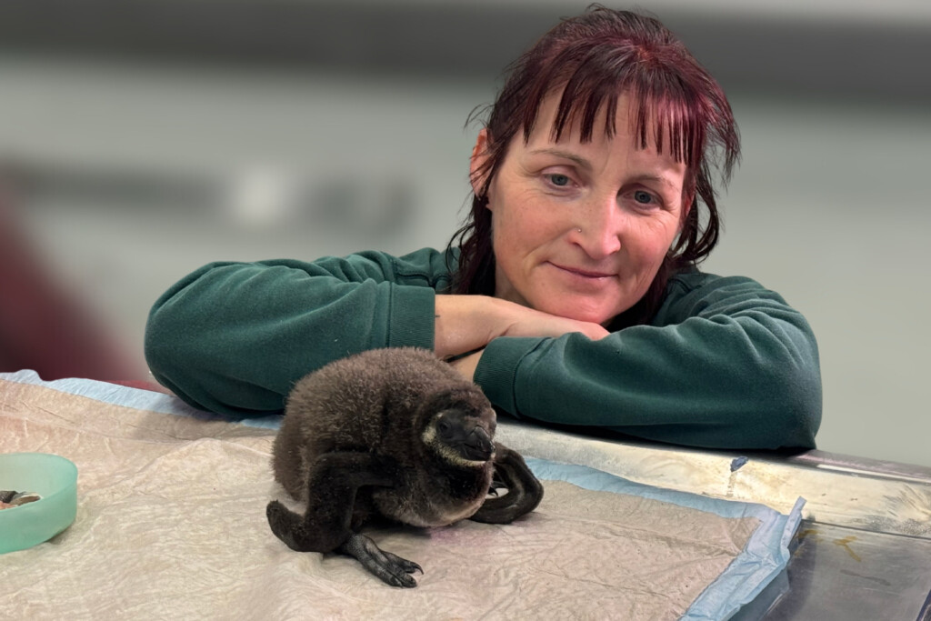 Ein Brillenpinguin Küken, sitzt vor einer Mitarbeiterin des Zoo Magdeburg.