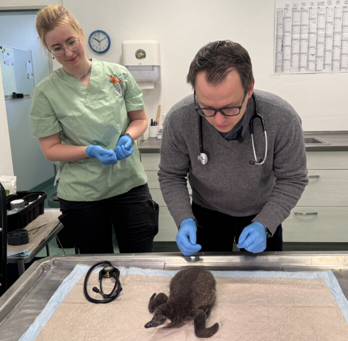 Brillenpinguin-Küken wächst in Aufzucht durch Menschenhand heran