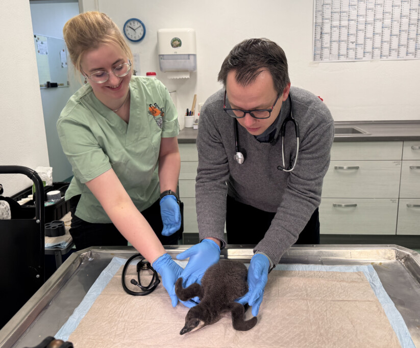 Brillenpinguin-Küken wächst in Aufzucht durch Menschenhand heran