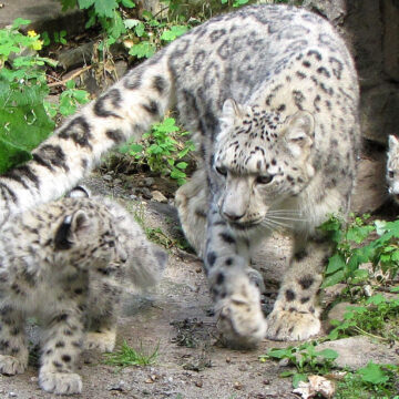 Schneeleopard mit Nachwuchs im Zoo Magdeburg
