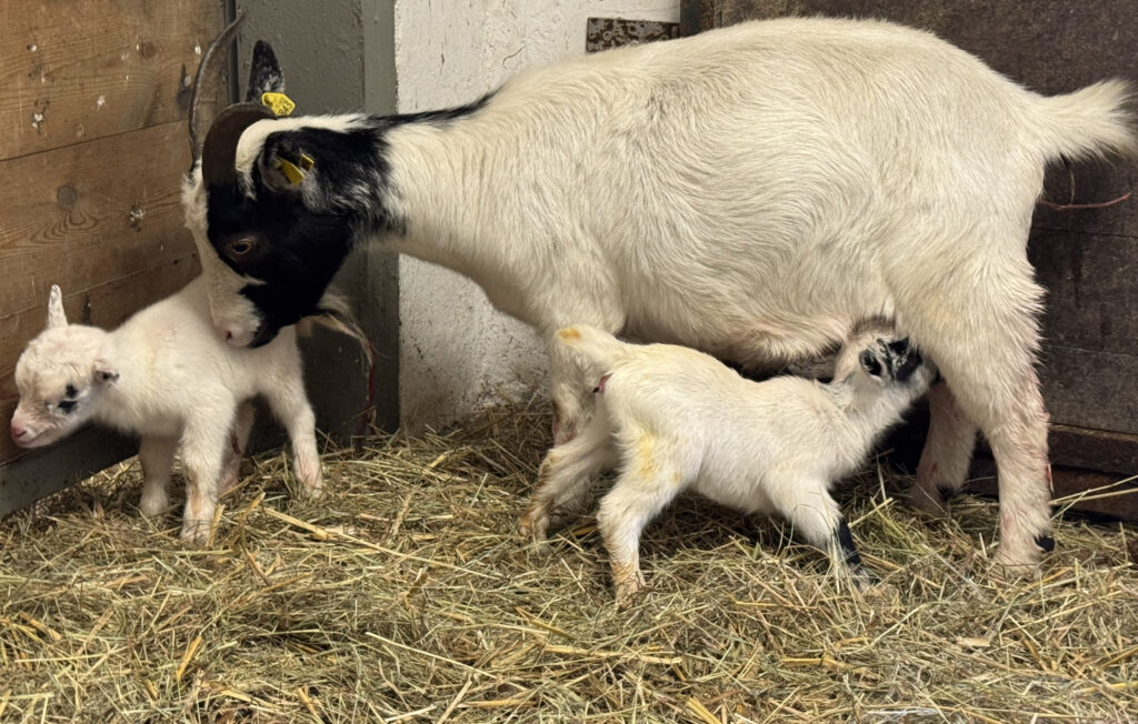 Eine Afrikanische Zwergziege steht mit ihren 2 weißen Jungtieren im Stall, ein Zicklein trinkt gerade bei der Ziege.