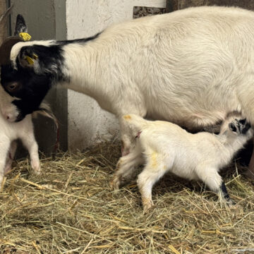 Eine Afrikanische Zwergziege steht mit ihren 2 weißen Jungtieren im Stall, ein Zicklein trinkt gerade bei der Ziege.