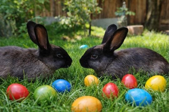 Ostern im Zoo Magdeburg