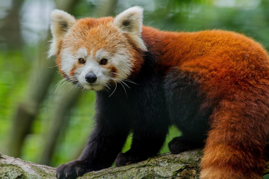 Der Rote Panda ist stark gefährdet. Der Zoo Magdeburg unterstützt ist Partner des Red Panda Network und unterstützt den Arterhalt