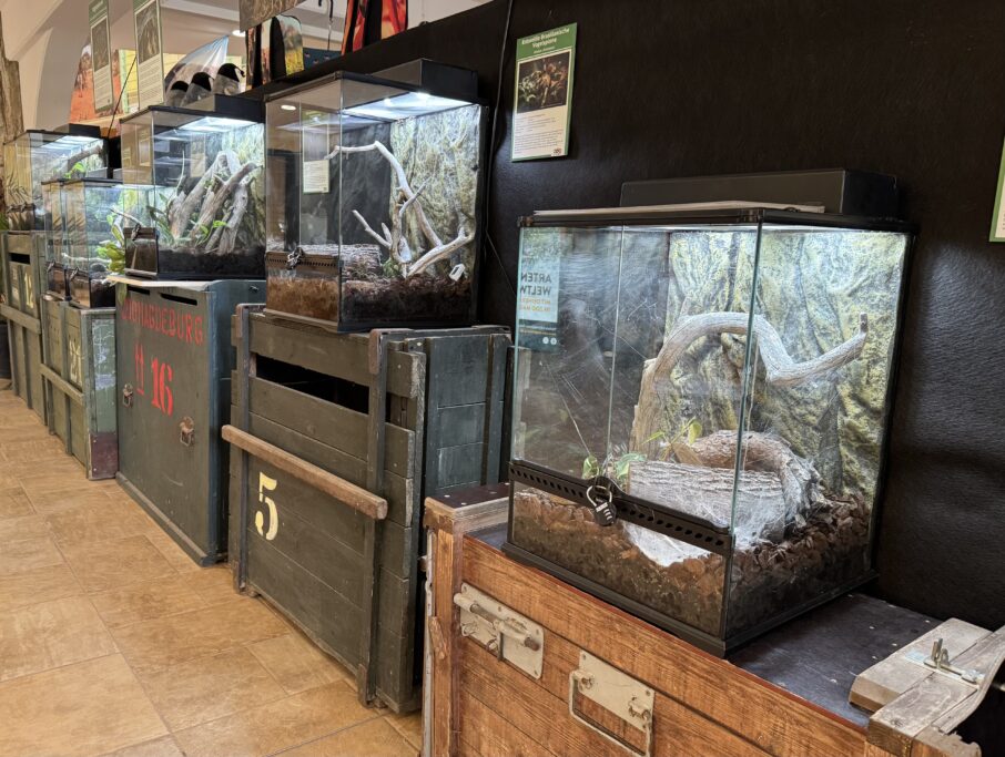 Vogelspinnen neu im Zoo