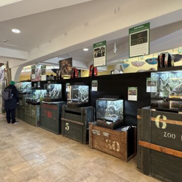 Die Ausstellung Acht Beine, Acht Augen zeigt Vogelspinnen in 9 Terrarien.