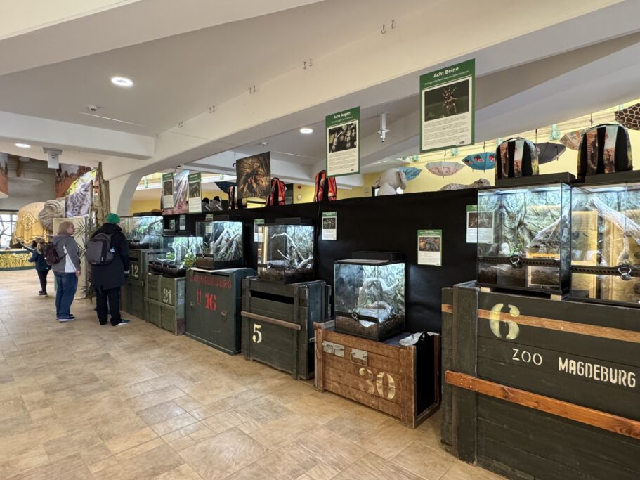 Die Ausstellung Acht Beine, Acht Augen zeigt Vogelspinnen in 9 Terrarien.