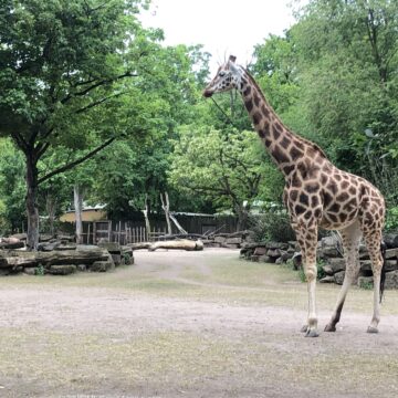 Nubische Giraffe unterwegs auf der Außenanlage / Zoo Magdeburg