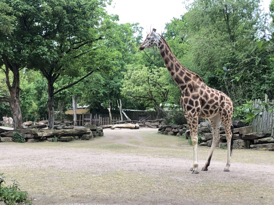 Nubische Giraffe unterwegs auf der Außenanlage / Zoo Magdeburg