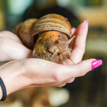 Ferienprogramm mit Achatschnecke_Zoo Magdeburg_Tobias Quast