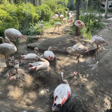 Rosaflamingo-Kolonie mit 9 Küken_Zoo Magdeburg_Anna Gerbel