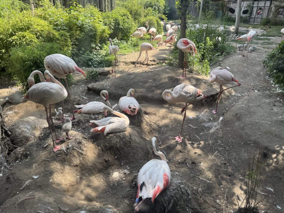 Rosaflamingo-Kolonie mit 9 Küken_Zoo Magdeburg_Anna Gerbel