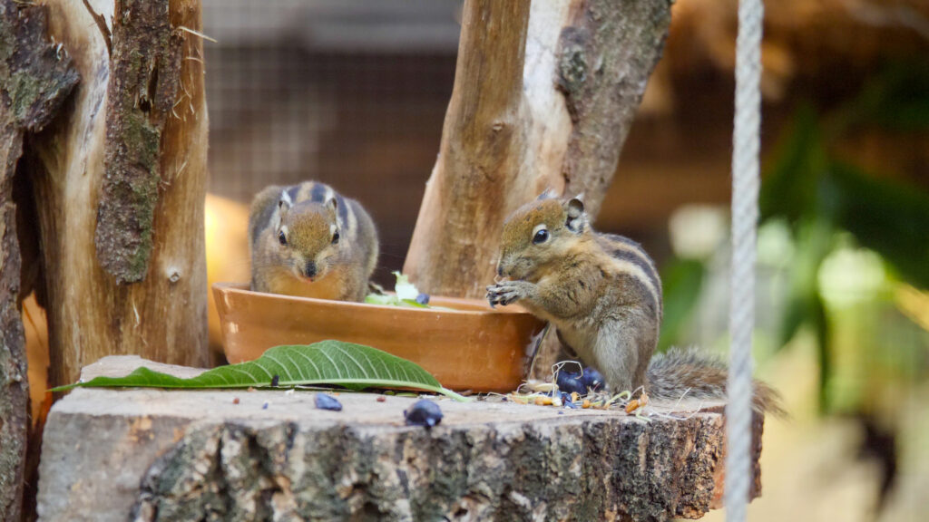 Nachwuchs chinesisches Baumstreifenhoernchen zoo magdeburg
