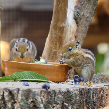 Nachwuchs chinesisches Baumstreifenhoernchen zoo magdeburg