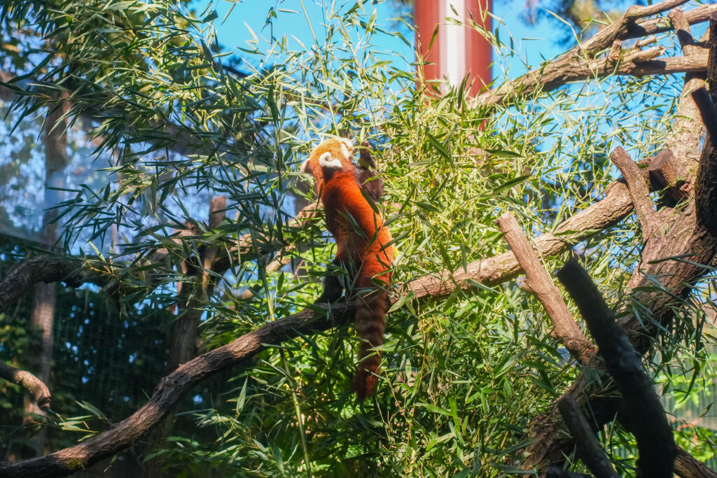 Roter Panda im Zoo Magdeburg