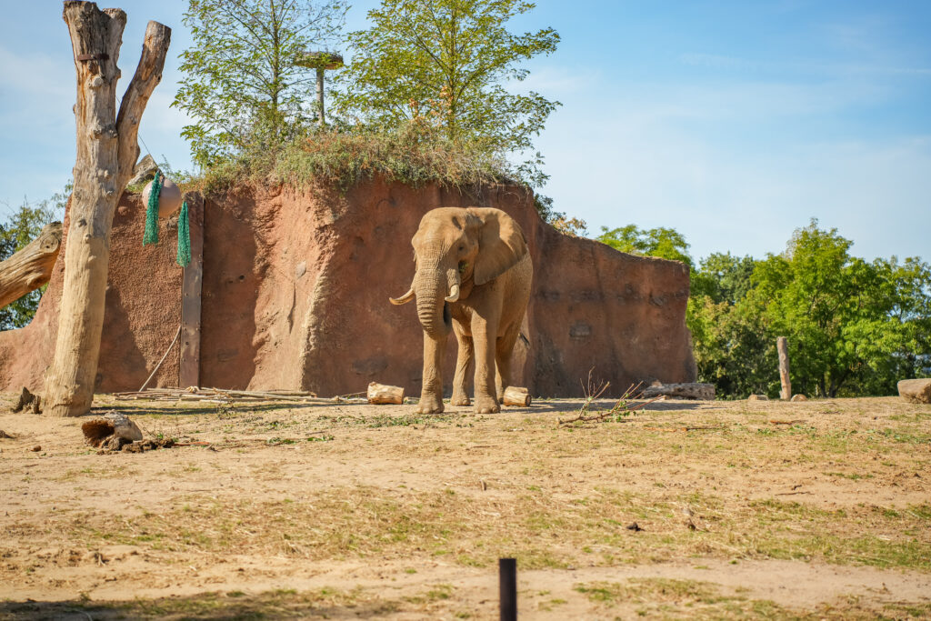 Africambo im Zoo Magdeburg