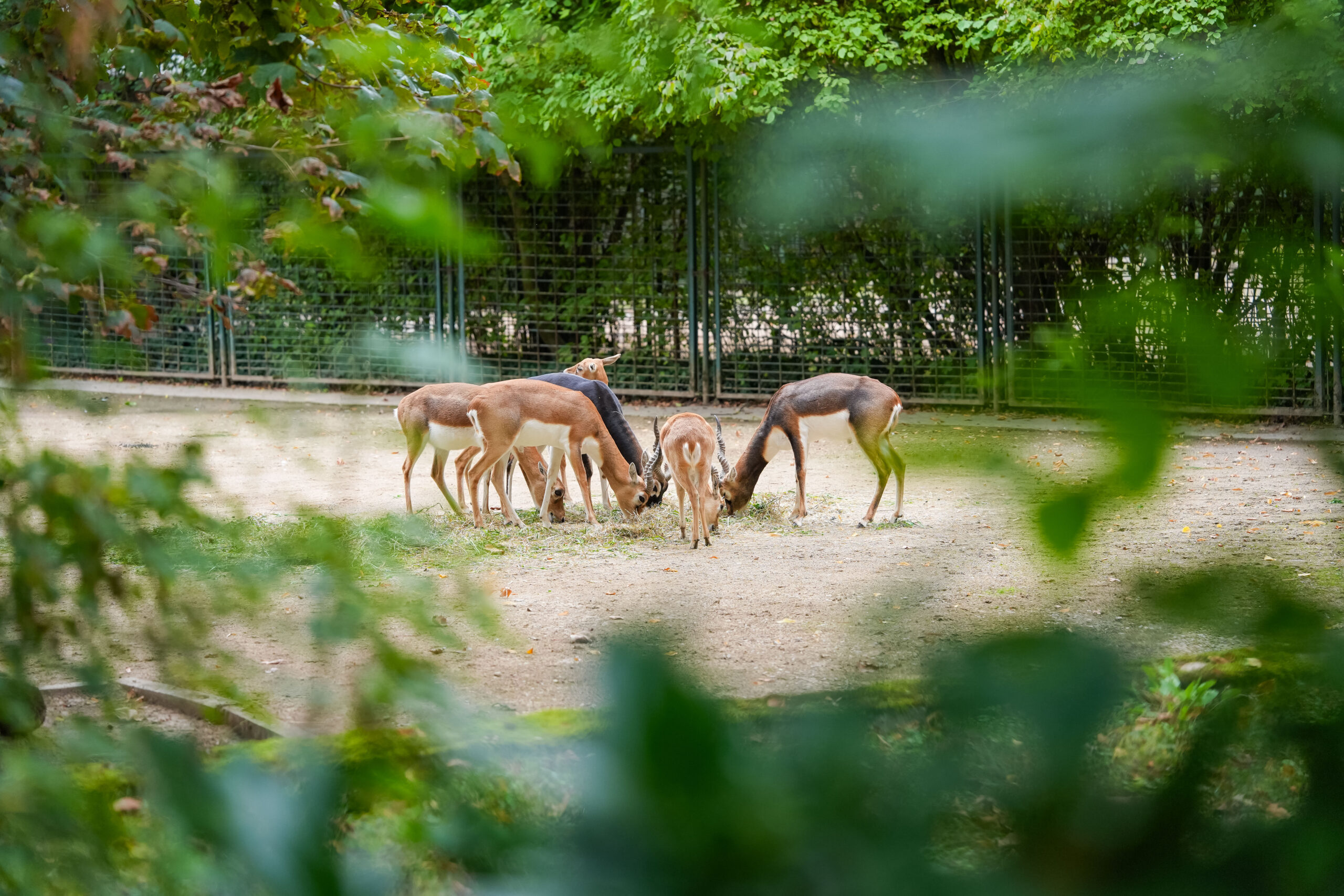 2026 zoo magdeburg foto tobias quast 114