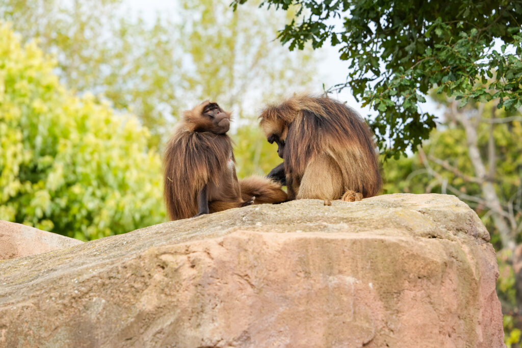 Hochland im Zoo Magdeburg