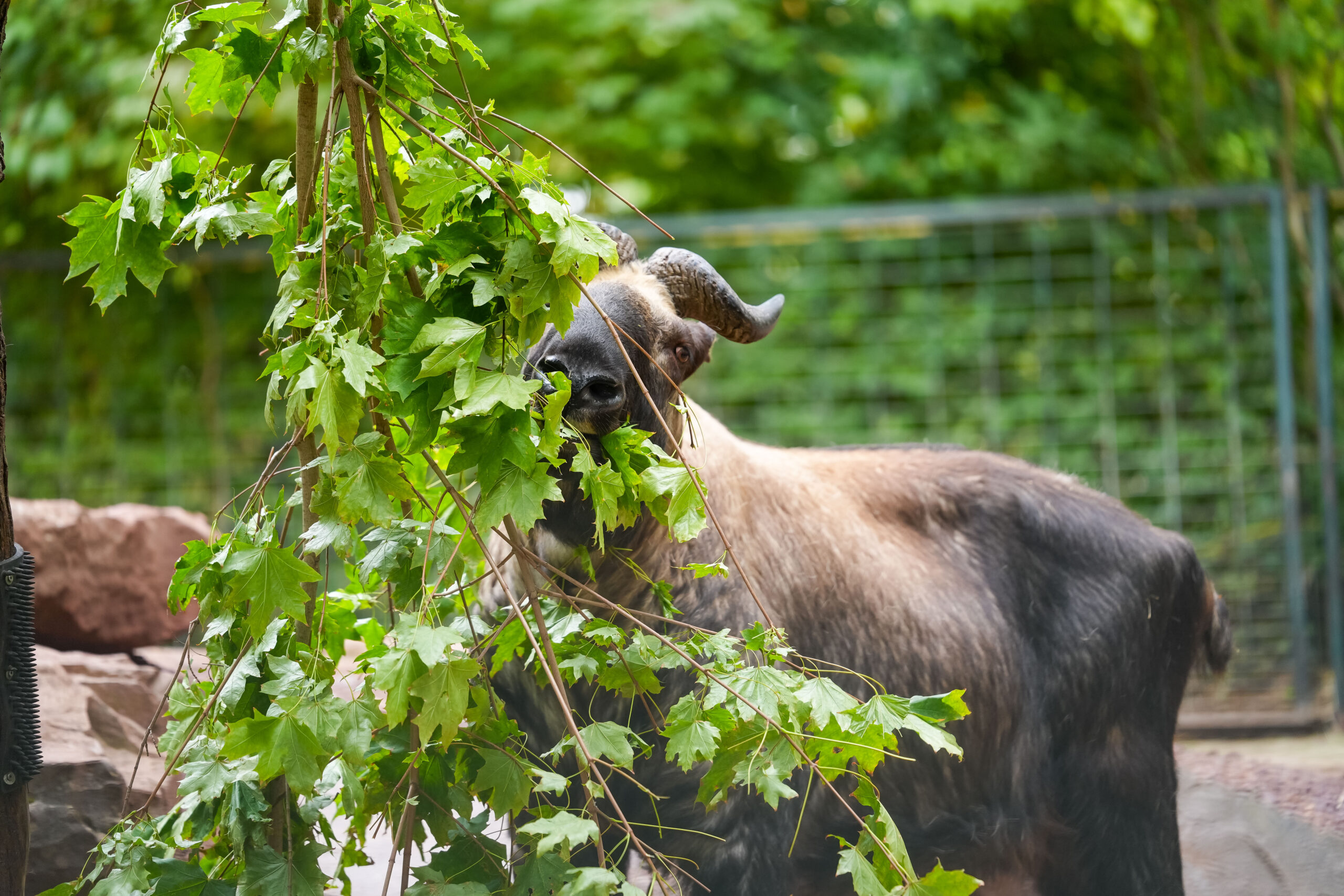 2026 zoo magdeburg foto tobias quast 88