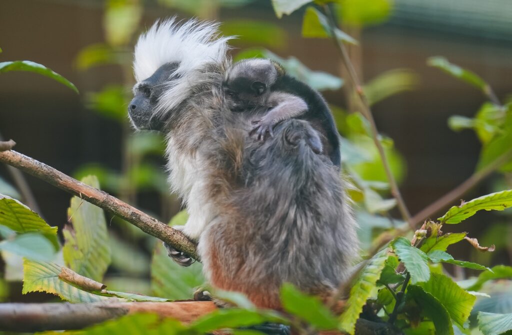 Lisztaffen-Jungtier sitzt im Rückenfell des Vaters_Zoo Magdeburg_Tobias Quast